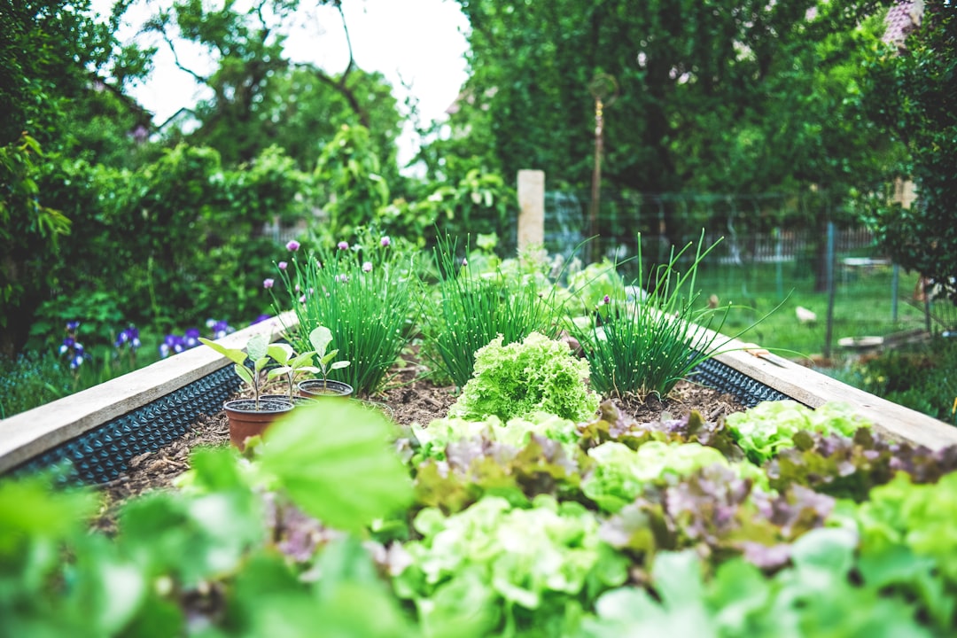 Photo Community garden